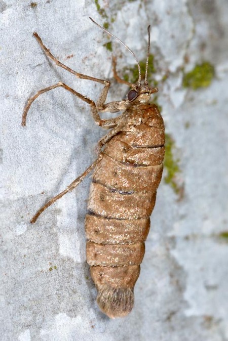 March Moth Alsophila aescularia