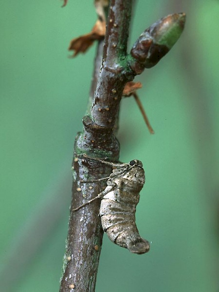 March Moth Alsophila aescularia