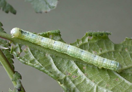 March Moth Alsophila aescularia