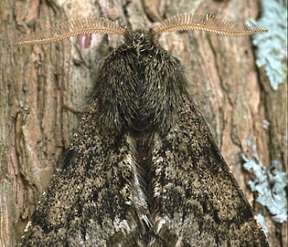 Male &bull; Dorset &bull; &copy; Paul Harris