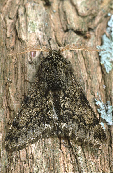 Small Brindled Beauty Apocheima hispidaria