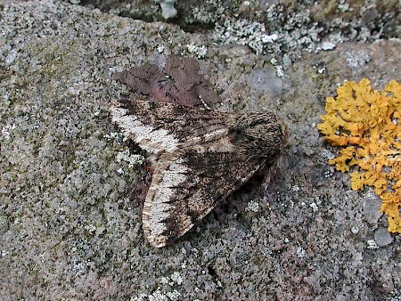 Small Brindled Beauty Apocheima hispidaria