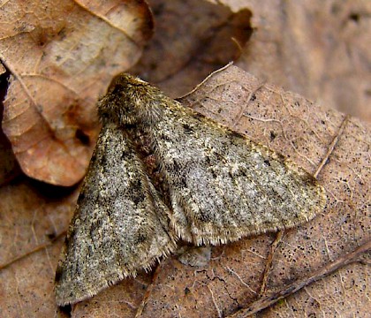 Male &bull; &copy; Winston Plowes