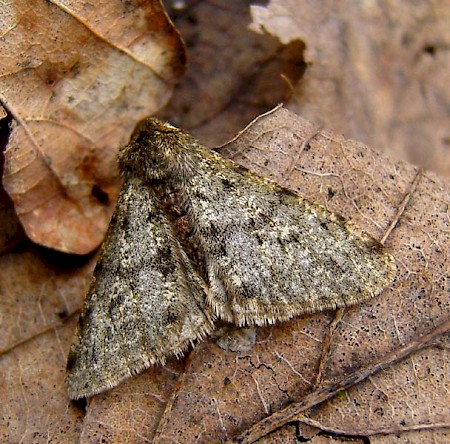 Pale Brindled Beauty Phigalia pilosaria