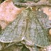 Male • Monk's Wood NNR, Cambs. • © Nick Greatorex-Davies