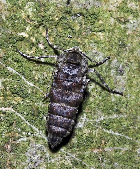 Pale Brindled Beauty Phigalia pilosaria