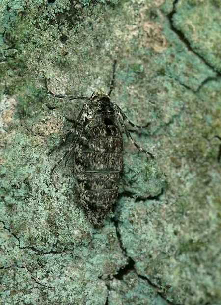 Pale Brindled Beauty Phigalia pilosaria