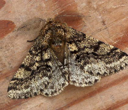 Adult &bull; Yeovil, Somerset &bull; &copy; John Day