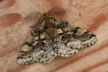 Brindled Beauty Lycia hirtaria