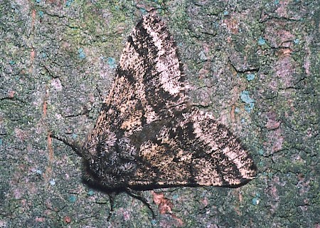 Brindled Beauty Lycia hirtaria