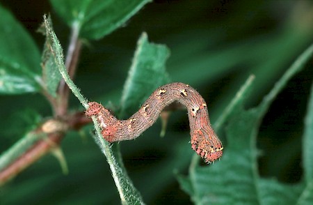 Brindled Beauty Lycia hirtaria