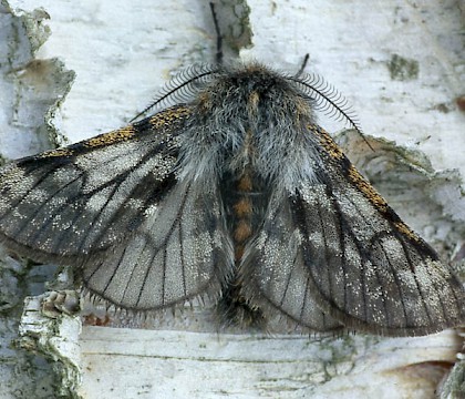 Male &bull; Scotland &bull; &copy; Paul Harris