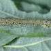 Larva • Rannoch Moor, Scotland, June. • © Steve Hatch