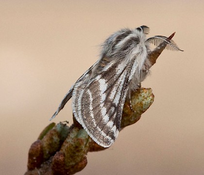 Male &bull; South Uist, Outer Hebrides &bull; &copy; Chris Johnson