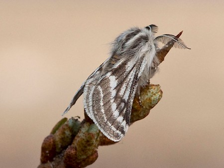 Belted Beauty Lycia zonaria