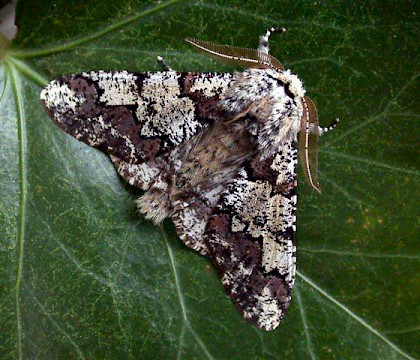 Adult &bull; &copy; Tony Davison