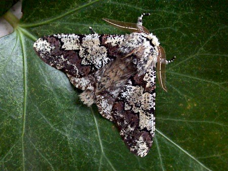 Oak Beauty Biston strataria