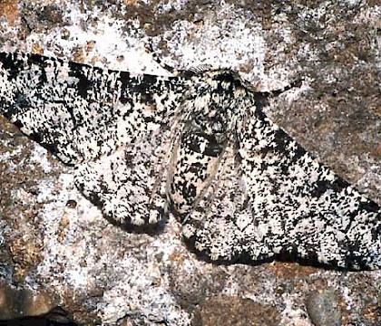 Typical form &bull; Hemingford Grey, Hunts. &bull; &copy; Nick Greatorex-Davies