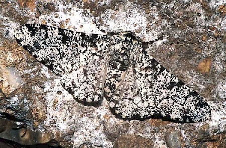 Peppered Moth Biston betularia