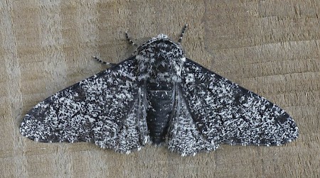 Peppered Moth Biston betularia