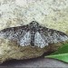 f. insularia • Callow Hill, Worcs. • © Rosemary Winnall