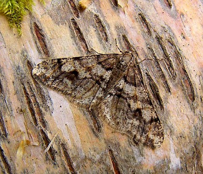 Male &bull; &copy; Winston Plowes