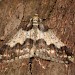 Male • Monk's Wood NNR, Cambs. • © Nick Greatorex-Davies