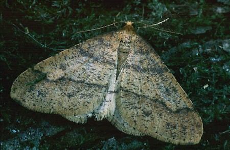 Scarce Umber Agriopis aurantiaria