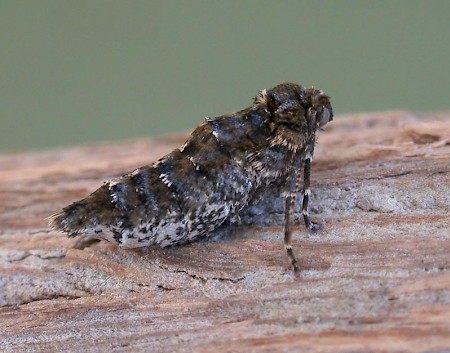 Scarce Umber Agriopis aurantiaria