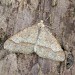 Male • Monk's Wood NNR, Cambs. • © Nick Greatorex-Davies