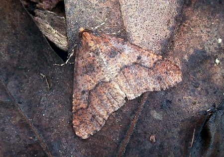 Mottled Umber Erannis defoliaria