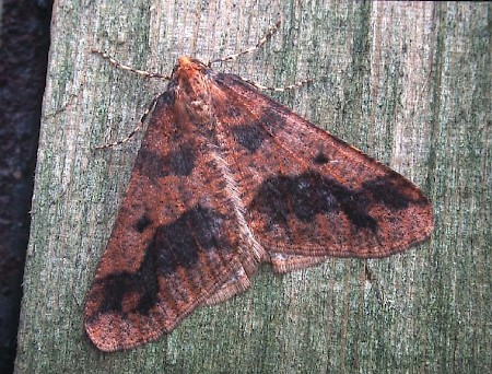 Mottled Umber Erannis defoliaria