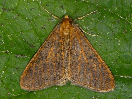 Mottled Umber Erannis defoliaria