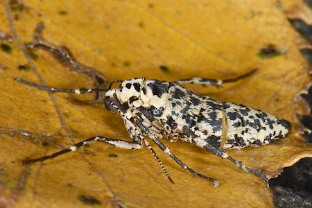 Mottled Umber Erannis defoliaria