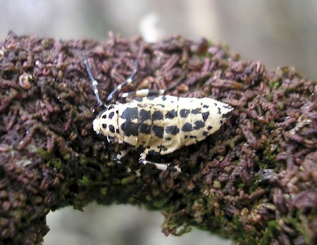 Mottled Umber Erannis defoliaria