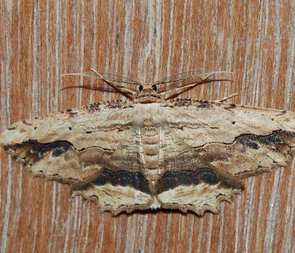 Adult &bull; Forest of Dean, Gloucestershire &bull; &copy; Matt Hollands