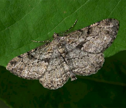 Adult &bull; Littleborough, Lancashire &bull; &copy; Ian Kimber