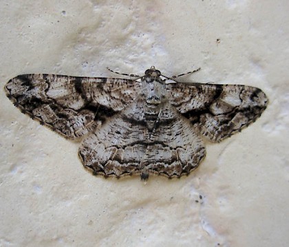 Adult &bull; Les Adrets-de-l