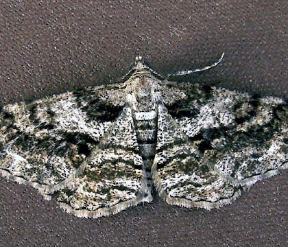 Adult &bull; Greatstone, Kent &bull; &copy; Josh Jones