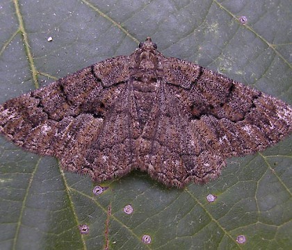 Adult &bull; Dordogne, France &bull; &copy; James Payne