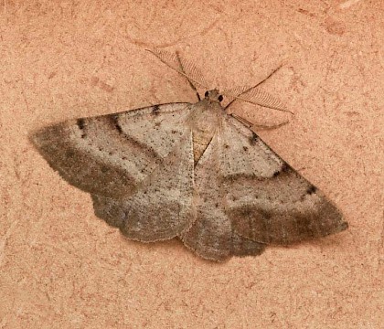 Adult &bull; Outer Hebrides &bull; &copy; Chris Johnson