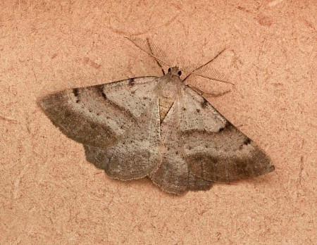 Bordered Grey Selidosema brunnearia