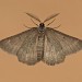 Adult (underside) • South Uist, Outer Hebrides • © Chris Johnson