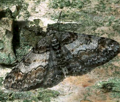 Adult &bull; Wester Ross &bull; &copy; Roy Leverton