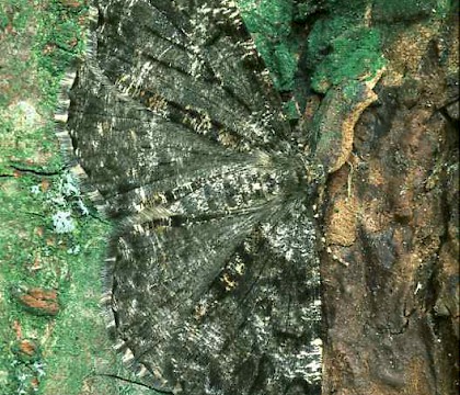 Adult &bull; Norfolk &bull; &copy; Roy Leverton