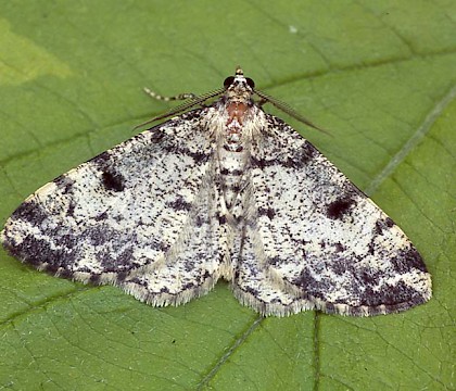 Adult &bull; Scotland &bull; &copy; Paul Harris