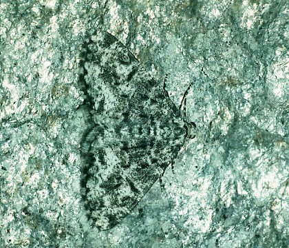 Adult &bull; &copy; Gianpiero Ferrari