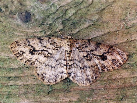 The Engrailed Ectropis crepuscularia