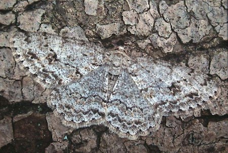 The Engrailed Ectropis crepuscularia