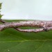 Larva, on Frangula alnus • Chorlton, Gtr. Manchester • © Ben Smart